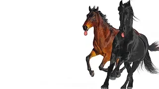 Old Town Road but all the lyrics are horse