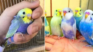 Baby Animals 🔴 Funny Parrots and Cute Birds Compilation (2020) Loros Adorables Recopilación #23