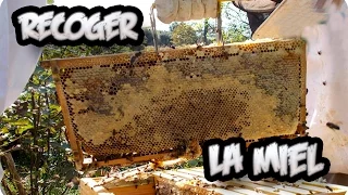 Como Obtener La Miel #01 : La Recoleccion || La Huertina De Toni