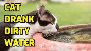 Why Do Cats Drink Dirty And Stagnant Water?