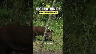 What do you use to hunt hogs?!?