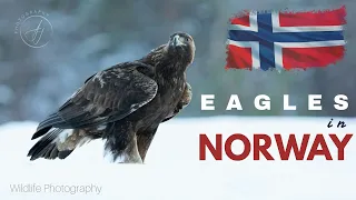 Photographing Golden Eagles  ||  Norway Wildlife  ||  4K  ||  Adam Juckes Photo