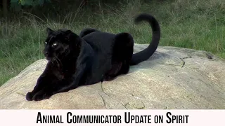 Animal Communicator Update on Spirit