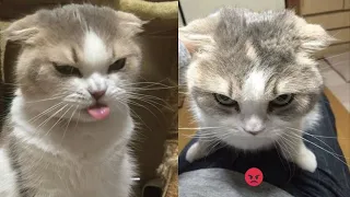 Try Not To Laugh 🤣 New Funny Cats Video 😹 - MeowFunny Part 21