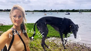 What’s it really like having a greyhound? 🐕 A day in the life of an ex-racing greyhound 💕
