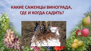 @Какие саженцы винограда, где и когда садить?