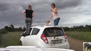 Kruger Park Tourists Out Of Car At Lion Sighting