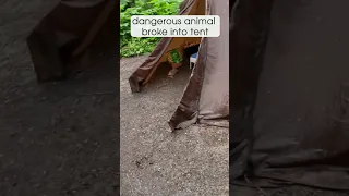 😮 Dangerous Animal Broke Into Tent ⛺