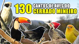 130 Cantos de aves do Cerrado Mineiro. Gravações originais.