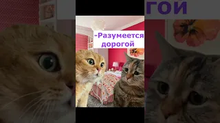 Очень заботливая жена. #рекомендации#рек#youtubeshorts#shorts#тренды#приколы#котики