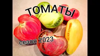 УРОЖАЙ томатов/ ОБЗОР сортов томатов СЕЗОН 2023/ #томаты #деревня #сортаигибридытоматов #лето2023