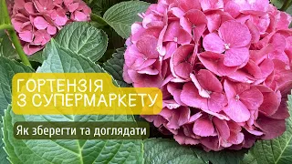 Гортензії з супермаркету. Чи можливо зберегти? Особливості догляду