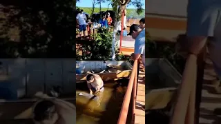 Férias do Ratinho na fazenda Costa Rica Fez o amigo Antônio soltar o peixe