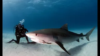 Büyük Beyaz Köpekbalığı Saldırıları - Korkunç Saldırılar - Belgesel