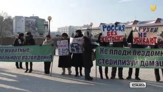 U-News. Митинг в защиту бездомных животных