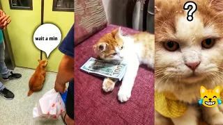 OMG So Cute Cats ♥ Best Funny Cat Videos 2021 #03 | #pets #funnyanimal #2021  #Cute_Animals196