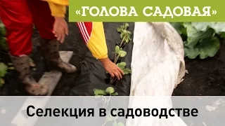 Голова садовая - Селекция в садоводстве. Земклуника.