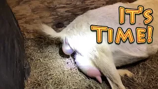 Goat Birth Baby FULL (WARNING GRAPHIC)