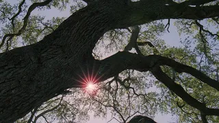 John Tavener - Funeral Canticle (From The Tree of Life – 800% Slower)