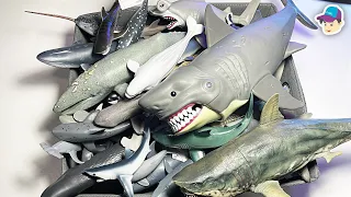 Sea Animals Collection - Shark Dolphin Whale Narwhal Beluga Shark Ray Polar Bear Sawfish Lemon Shark