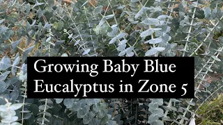 Growing Baby Blue Eucalyptus in Zone 5