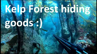 Spearfishing in UK - Kelp Forest hiding goods