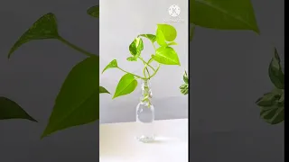 #shorts || Goli Soda Bottle Money Plant / Pothos DIY