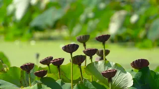 Учимся цепляться за жизнь / Продление жизни