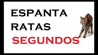 sonido de GATAS para 🔴ESPANTAR RATONES🔴