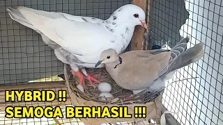 Semoga Hybrid Burung Merpati Dengan Burung Puter Ini Berhasil, Amin..