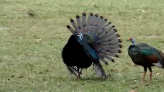 ocellated turkey