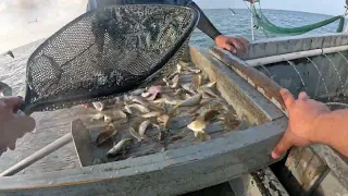 South Texas Shrimping #40 Tôm Nam Texas