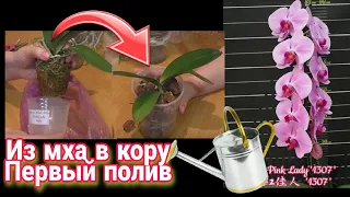 Первый полив орхидеи после пересадки из мха в кору. Всё что тебе необходимо об этом знать !!!