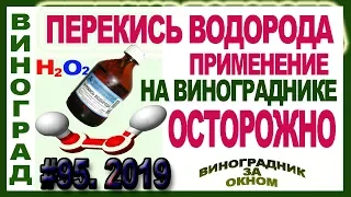 🍇 ОСТОРОЖНО! ЛЕЧЕНИЕ перекисью водорода на винограднике. Результаты против милдью винограда.