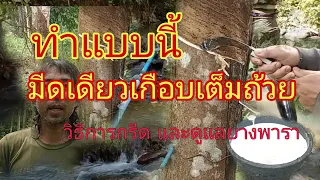 วิธีเพิ่มผลผลิตน้ำยางพาราให้ออกเพิ่มขึ้น 2-3 เท่าโดยไม่ใช้สารเร่งน้ำยาง/บ่าว ชาวดง ดึกดำบรรพ์