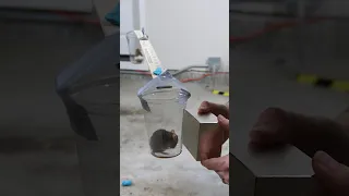 Giant Magnet Moves a Mouse