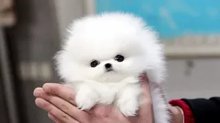 Cute Pomeranian Puppies Videos Compilation #2 | Cutest and Funny Dogs