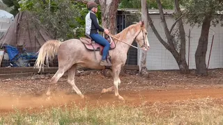 Flat Walk, Running Walk and Rack -Tennessee Walking Horse -Spirit