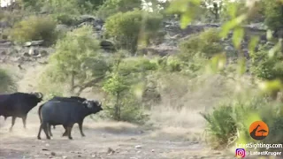 Buffalo rescue baby elephant from lion's buffet