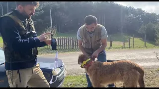 Hunter Köpek Takip Cihazı