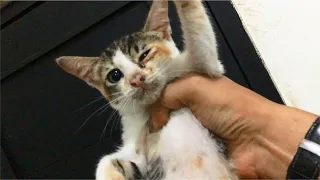 Rescue A Poor Hungry Kitten Meowing Loudly On The Street, Brought Her Home - Anak Kucing Lucu, Cats