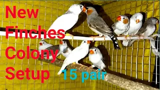 my new finches Colony setup/group breeding @balakrishnapets7981