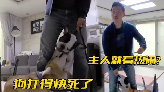 狗打架都快死了，主人卻愣在原地看熱鬧，訓犬師：不能養就別養