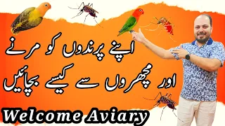 اپنے پرندوں کو مرنے سے کیسے بچائیں | اور مچھروں سے کیسے حفاظت کریں | Welcome Aviary | WahNum Tech