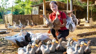 Harvest DUCK goes to the market sell - How to prepare grilled duck | Ella Daily Life