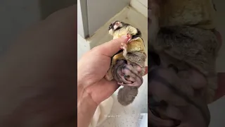 Must-watch: Mama Sugar Glider With Her Twins #shortsviral #sugarglider #sugarglidercare