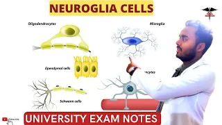 Neuroglia Cells || Glia cells, Astrocytes, oligodendrocytes, Schwan cells,|CNS Physiology.