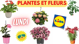 💥 ARRIVAGE LIDL💥 PLANTES ET FLEURS - 13 mai 2024 - 7 OFFRES - FRANCE