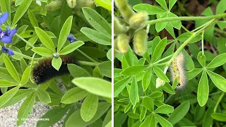 What are those fuzzy caterpillars crawling across southeast Texas right now?