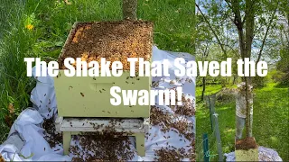 A Stroke of Luck: The Shake That Saved the Swarm 🐝 #honeybee